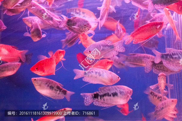 曼龍魚