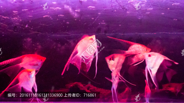 神仙魚