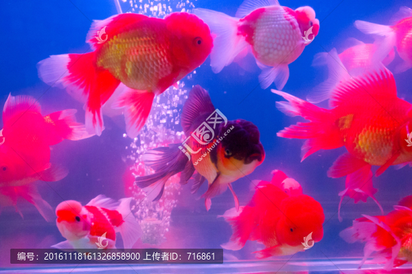 獅子頭,金魚