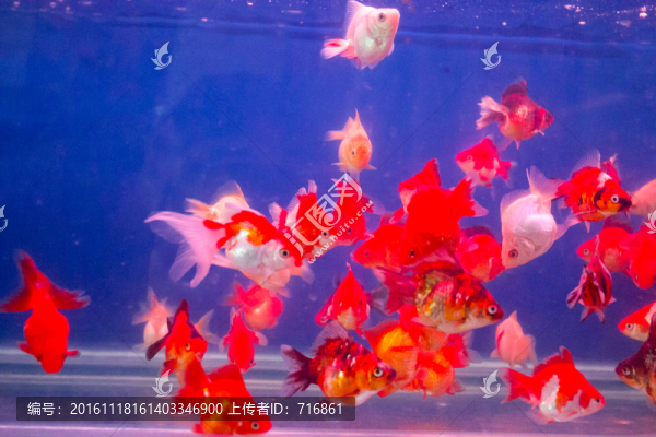 五花琉金,金魚