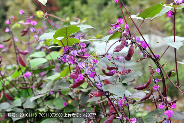 菜園,蔬菜
