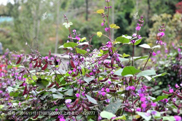 扁豆,,豆角-匯圖網(wǎng) www.fosd68.com 扁豆,,豆角