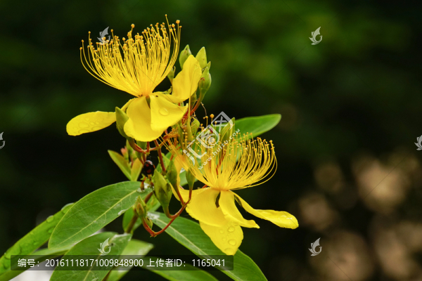 羊躑躅,黃杜鵑,黃花杜鵑
