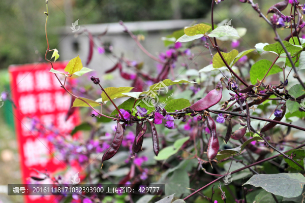 菜園,蔬菜,豆角