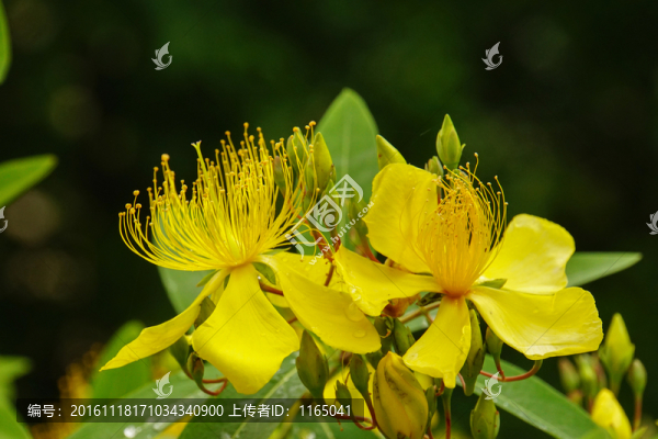 黃花杜鵑