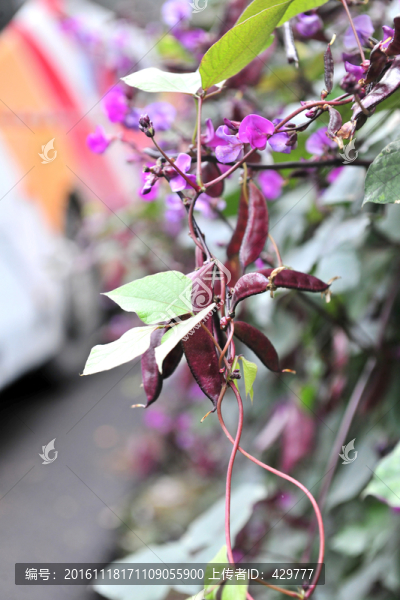 扁豆,,,蕓豆