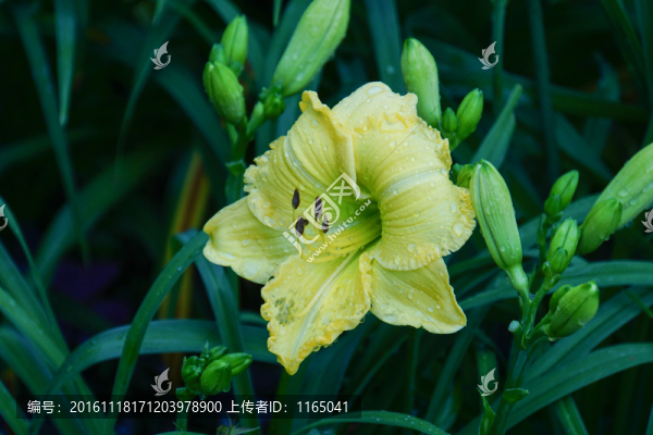 花卉