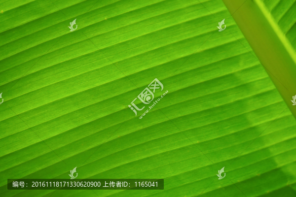 綠葉背景