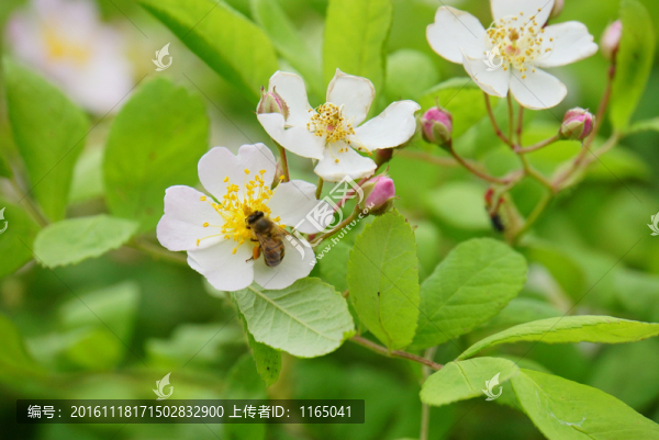 蜜蜂采蜜