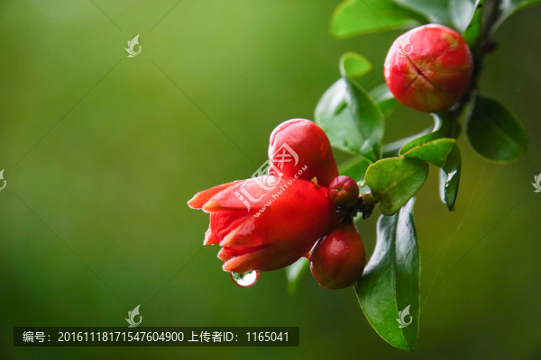 石榴花苞
