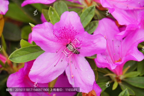 映山紅花卉,蜜蜂
