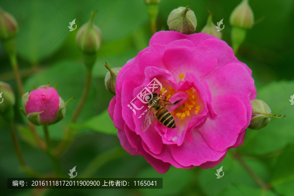 月季花,蜜蜂