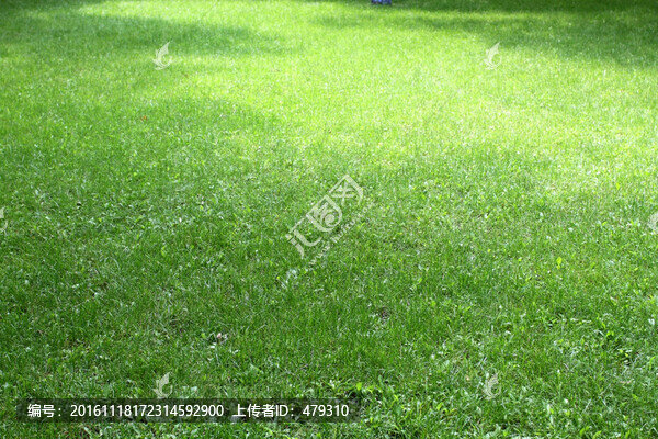 植物墻,植物,苔蘚