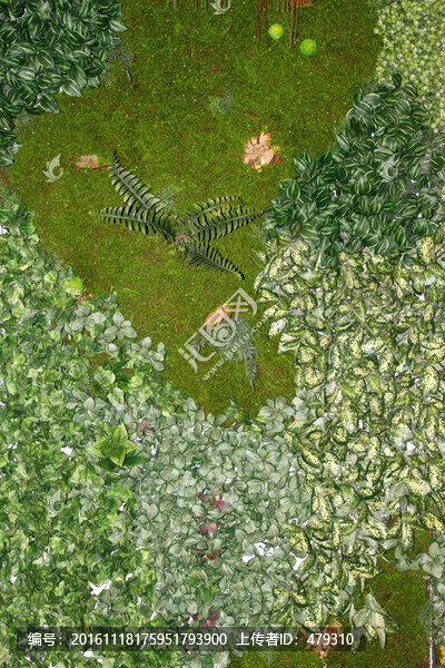 植物墻,植物