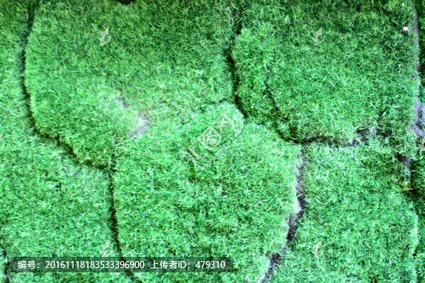 苔蘚,背景墻