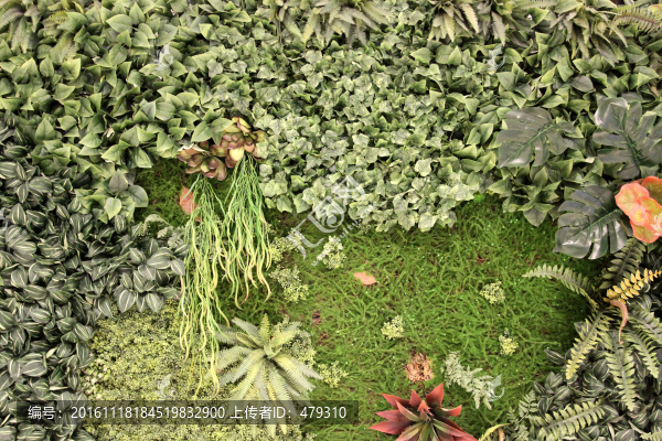 植物墻,植物