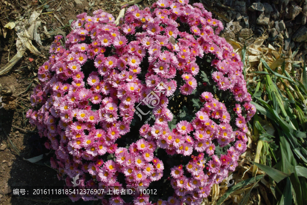菊花