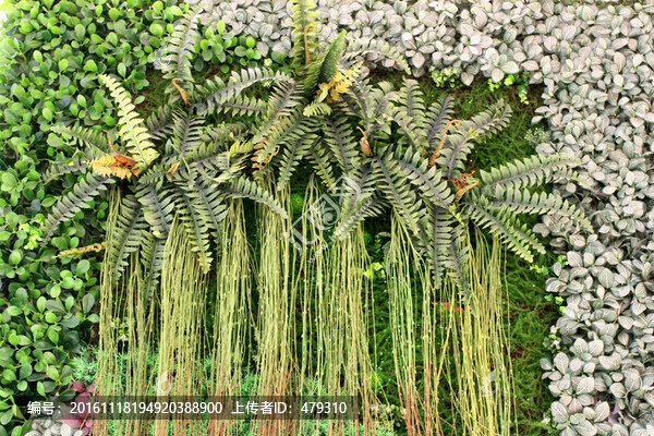 植物墻,植物,背景墻-匯圖網(wǎng) www.fosd68.com 植物墻,植物,背景墻