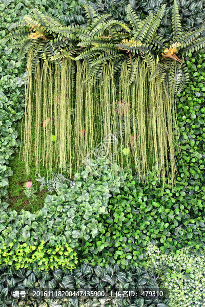 植物墻,植物,背景墻,高清大圖