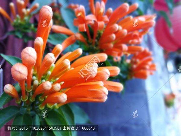 炮仗花