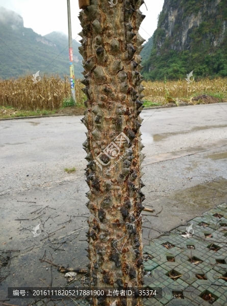 木棉樹桿