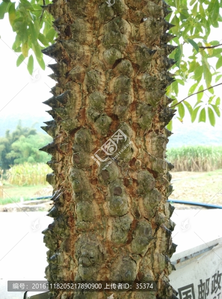 木棉樹