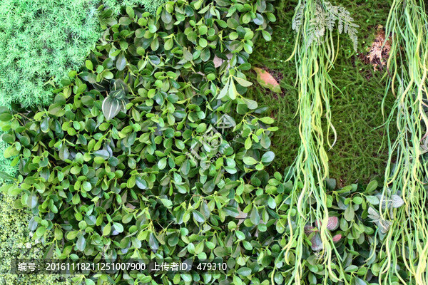 植物墻,植物,背景墻