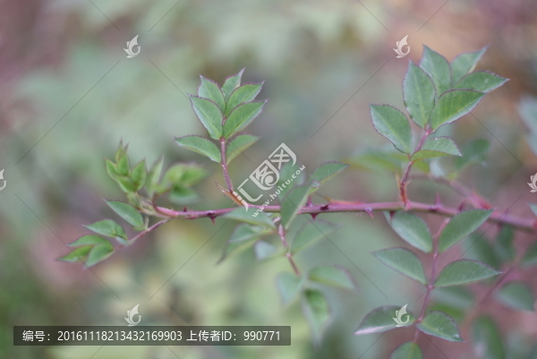 月季花枝