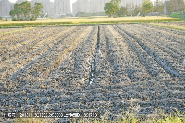 農田,翻地,田壟,田野風光