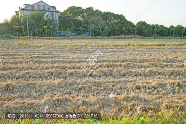 農(nóng)田,翻地,田壟,田野風(fēng)光
