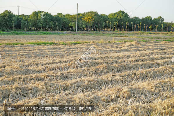 農(nóng)田,翻地,田壟,田野風(fēng)光