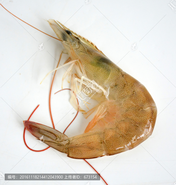 鮮蝦