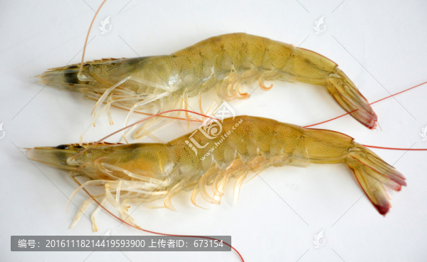 鮮蝦