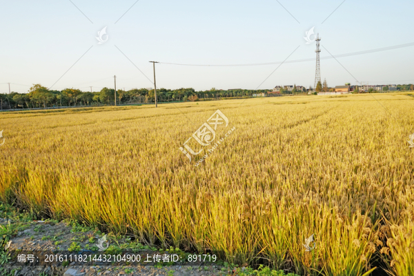 金色的稻田,農(nóng)田,水稻田