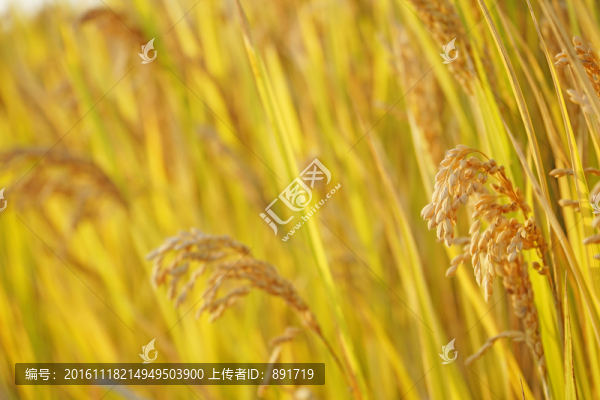金色的稻田,農(nóng)田,水稻田