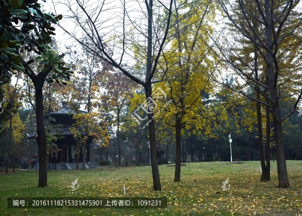 銀杏樹