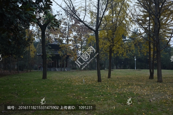 公園銀杏樹(shù)下
