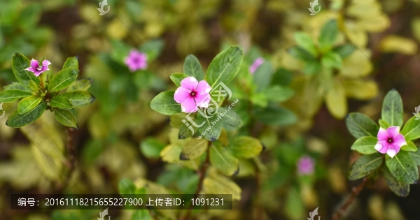 五瓣花