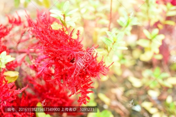 雞冠花