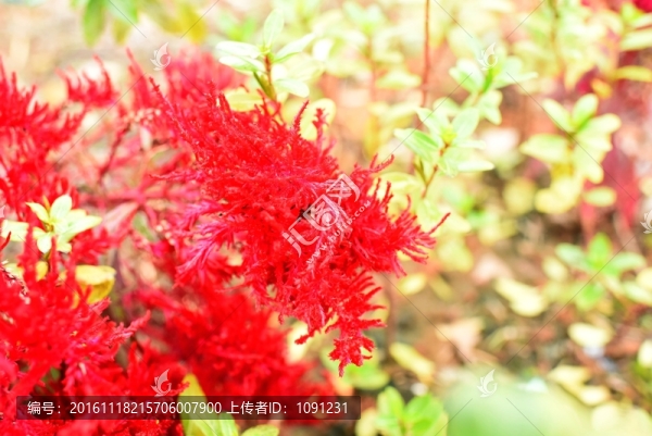 雞冠花