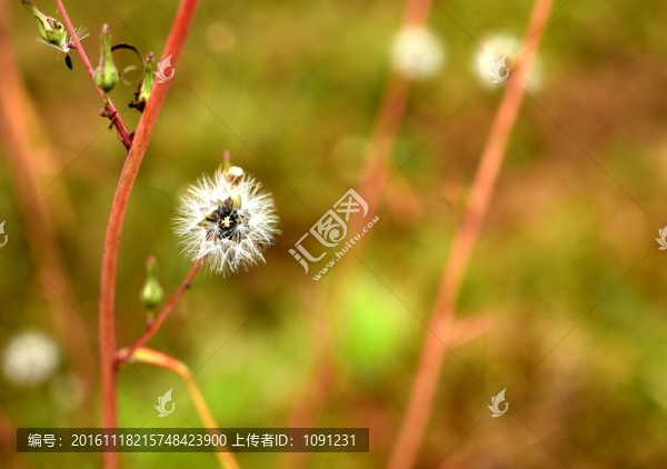 蒲公英