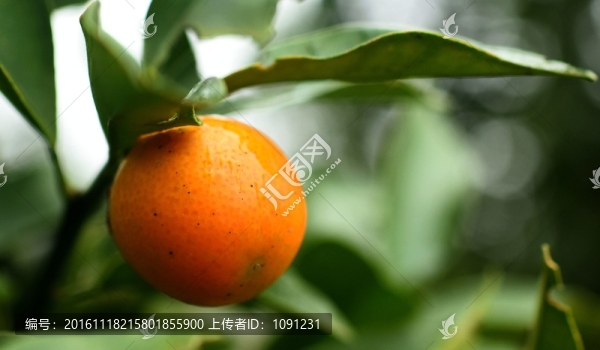 金錢桔本