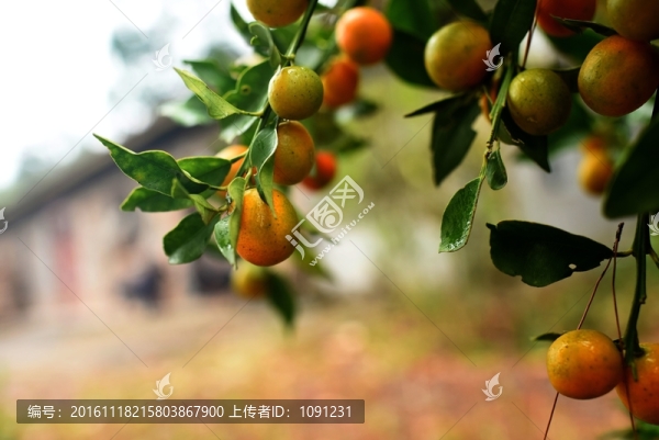 金錢桔
