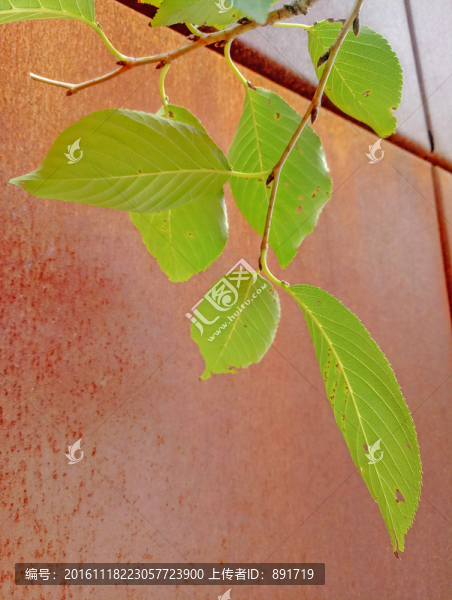 銹鐵板素材,綠葉素材