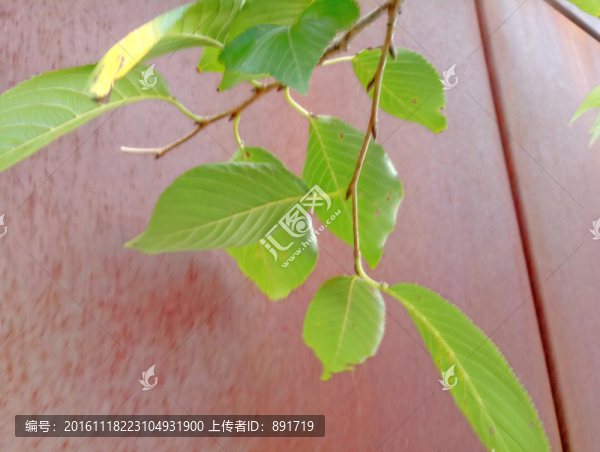 銹鐵板素材,綠葉素材