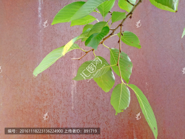 銹鐵板素材,綠葉素材