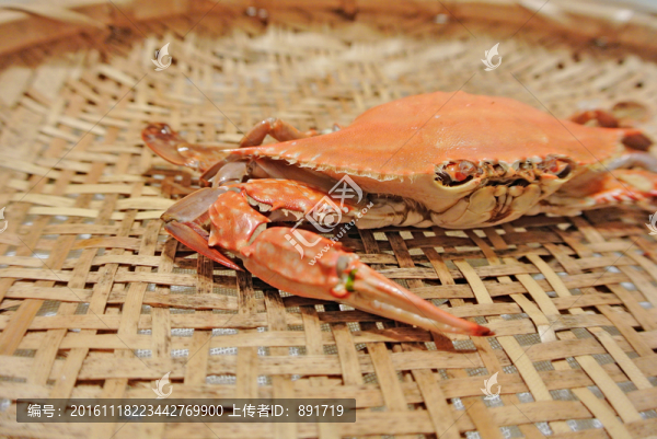 梭子蟹素材,高檔海鮮,海產(chǎn)品