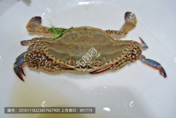 梭子蟹素材,高檔海鮮,海產(chǎn)品