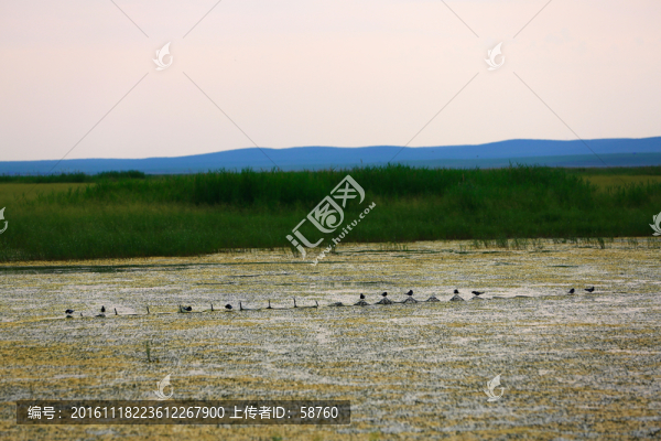 濕地水鳥