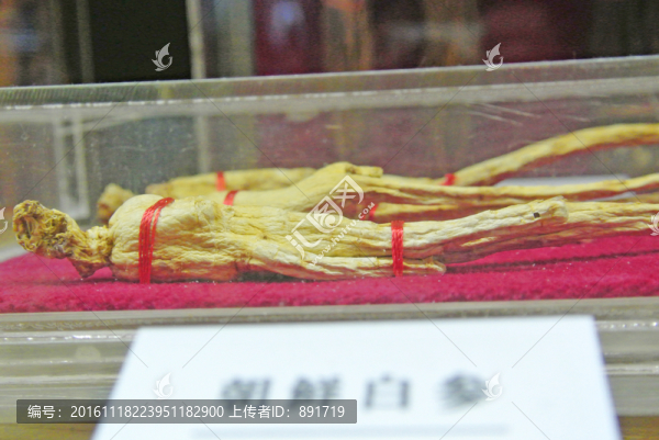 中藥材,中草藥,白參